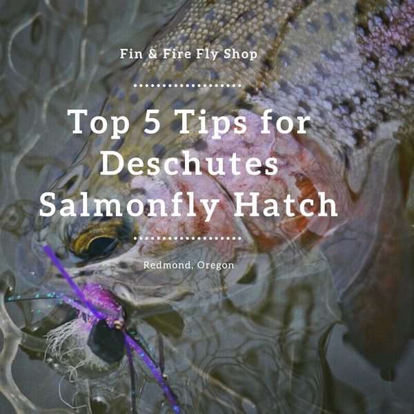 The Salmonfly Hatch: Is It Worth It? - TRR Outfitters